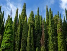 Italian Cypress trees