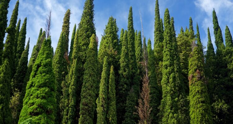 Italian Cypress trees