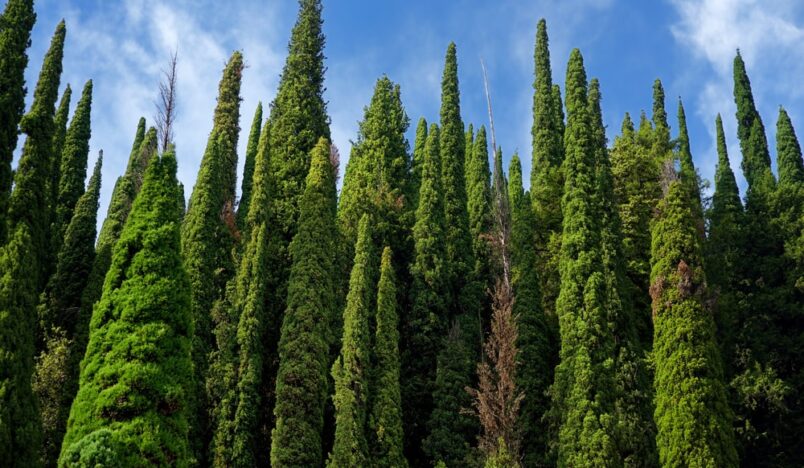 Italian Cypress trees