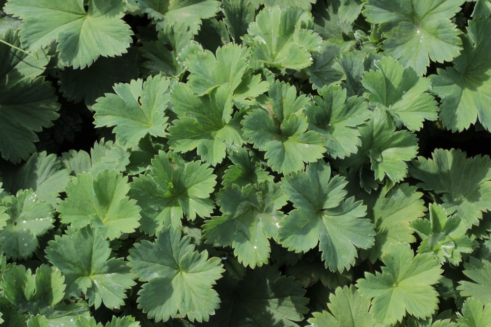 Green Lady's Mantle