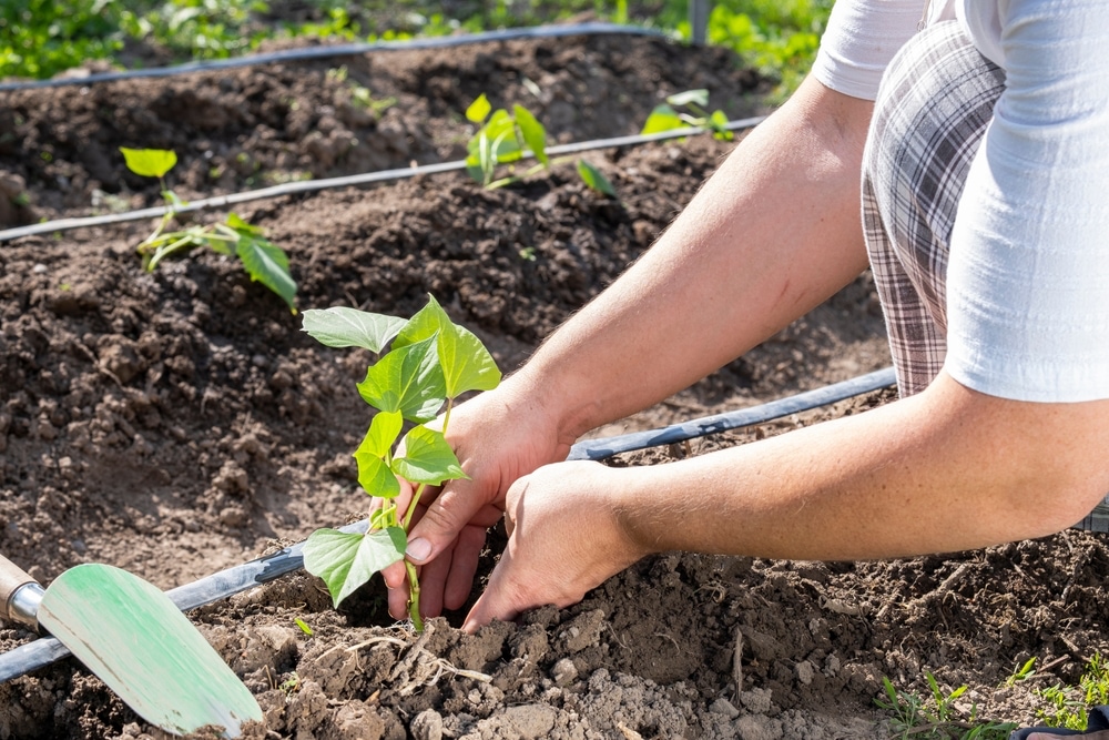 Planting sweet potatoes