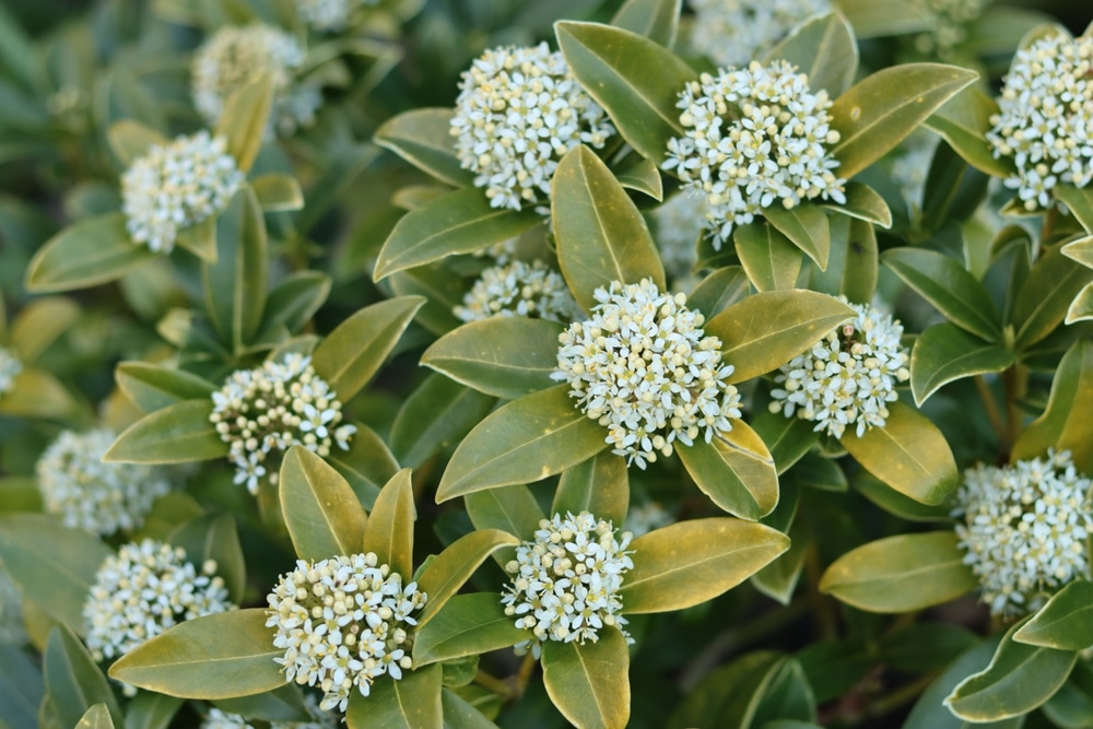 Skimmia is a wonderful balcony plant