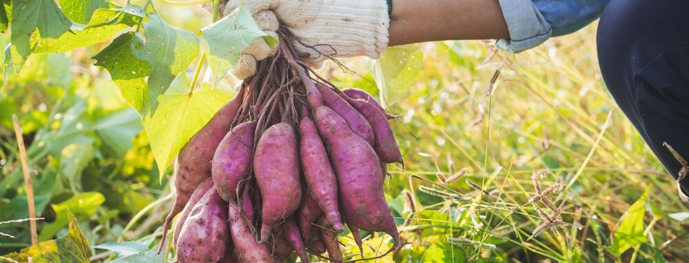 How to grow sweet potatoes