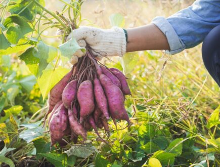 How to grow sweet potatoes