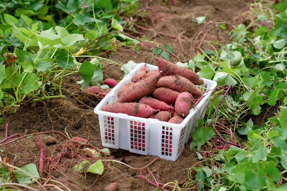 How to harvest sweet potatoes