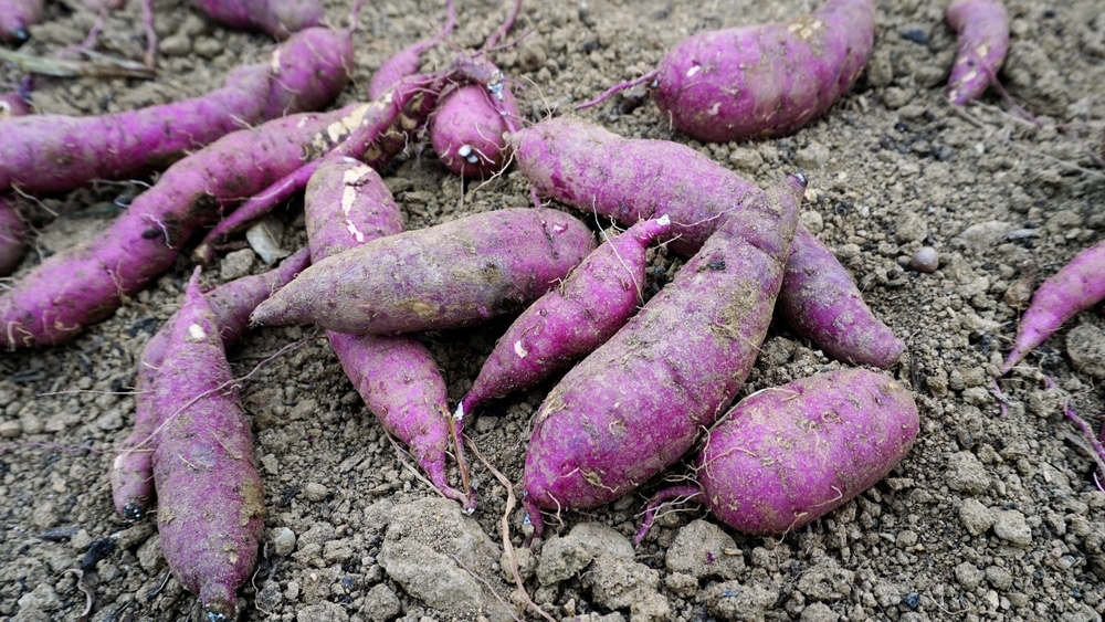 Sweet potatoes on soil