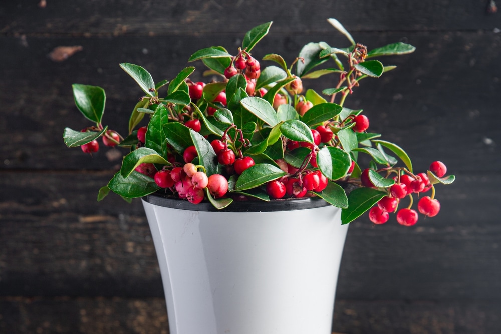 Balcony plant with colourful berries