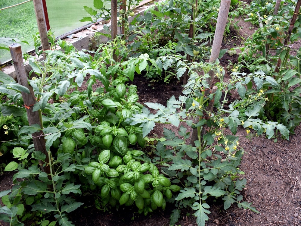 Co-planting tomatoes and basil