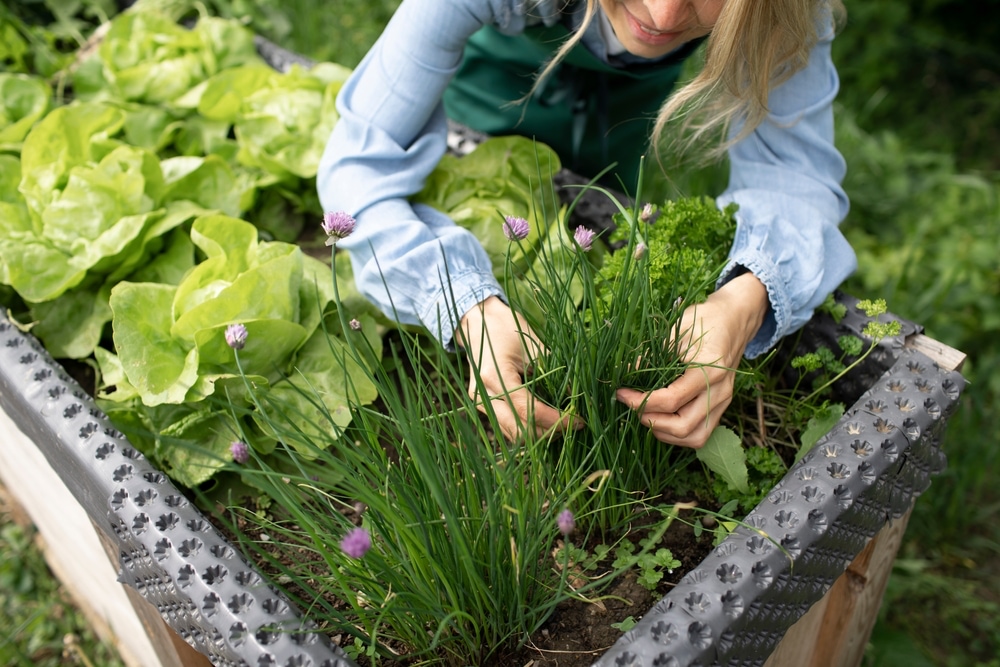 Companion planting chives and lettuce