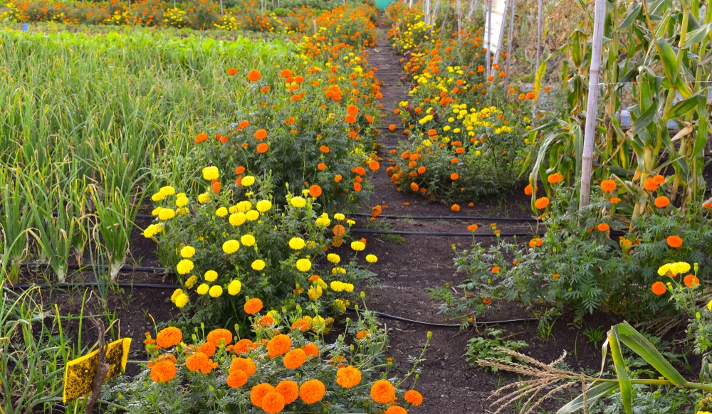 Marigolds are popular for coplanting