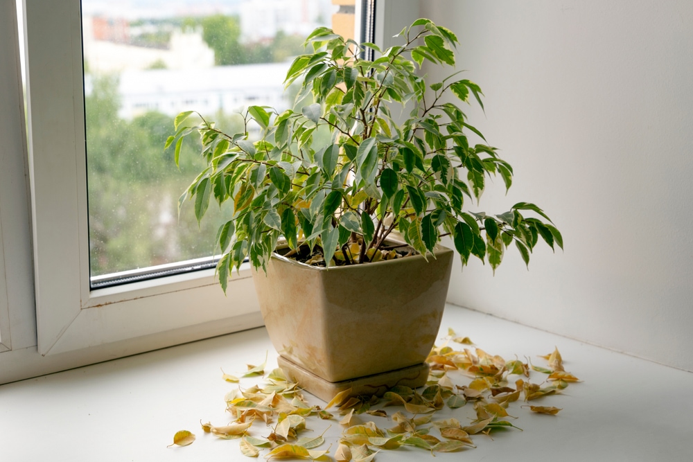 Sad plant in winter