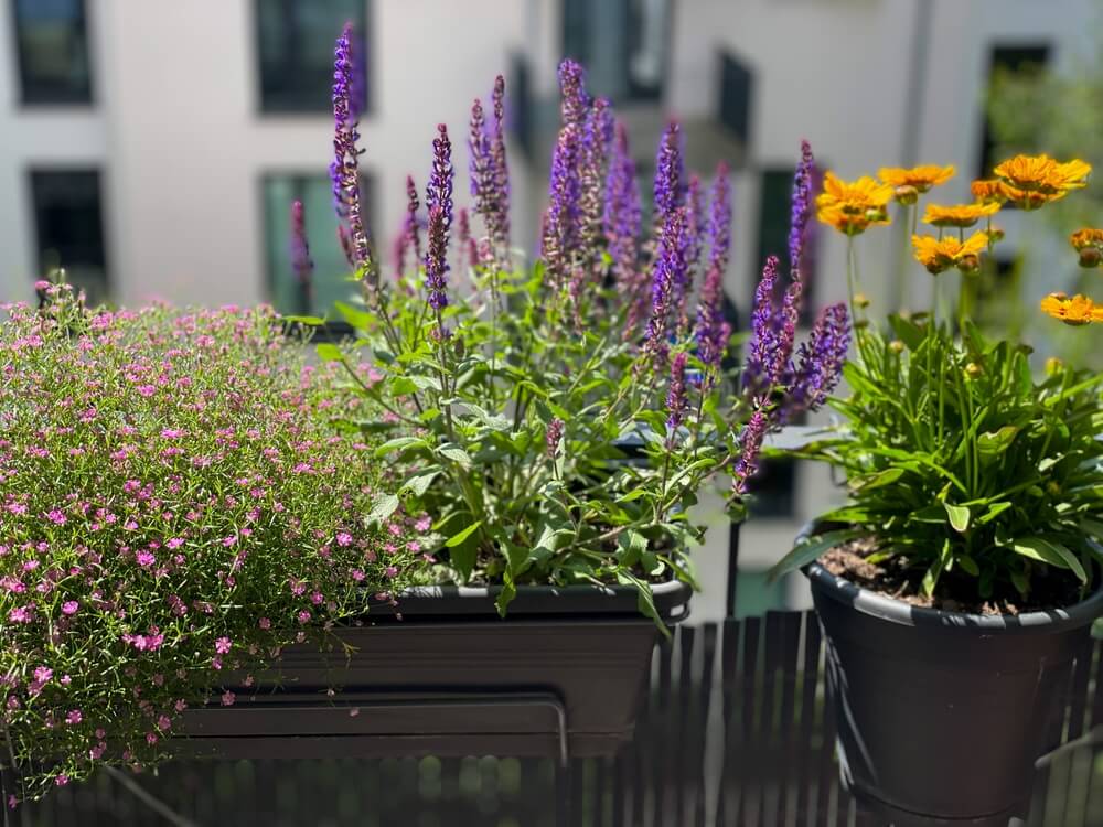 Plants for windy balconies