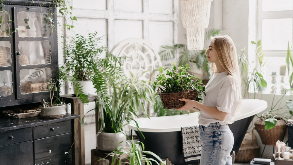 Plants in winter in the bathroom