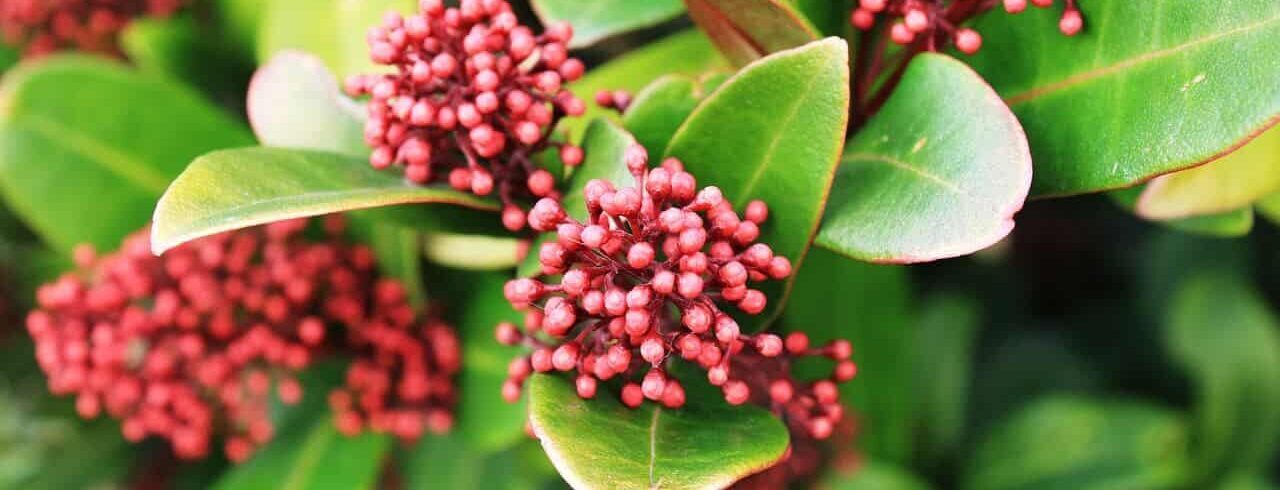 Skimmia plant