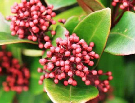 Skimmia plant