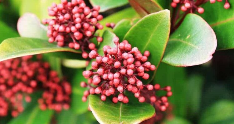 Skimmia plant
