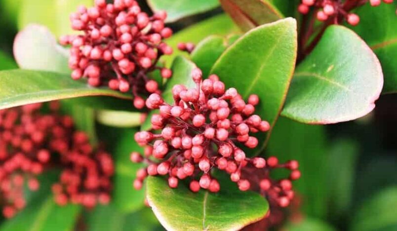 Skimmia plant