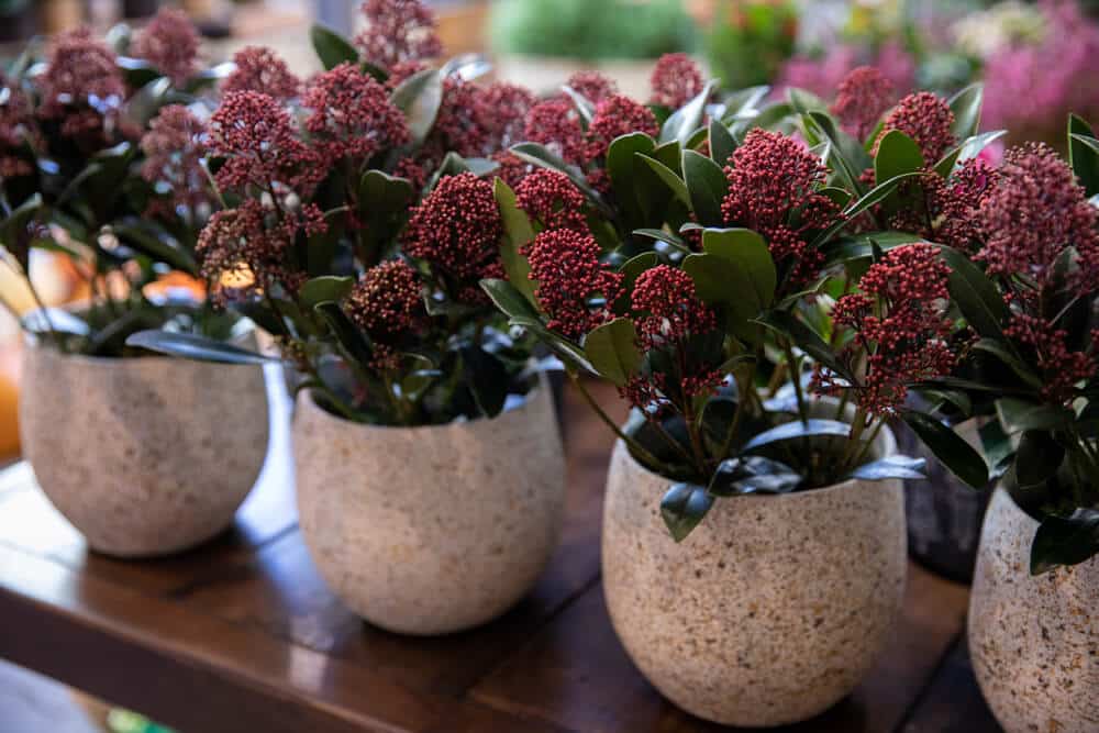 Potted skimmia in a row