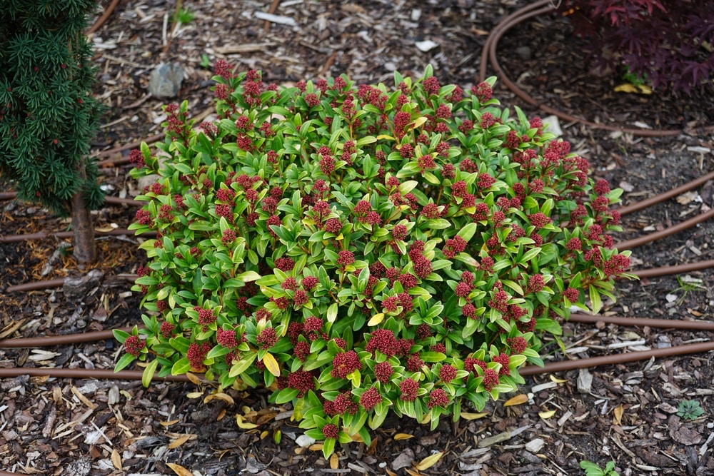 Ground around skimmia covered with bark mulch