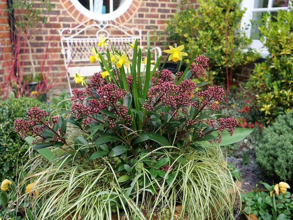 Skimmia plant in the garden