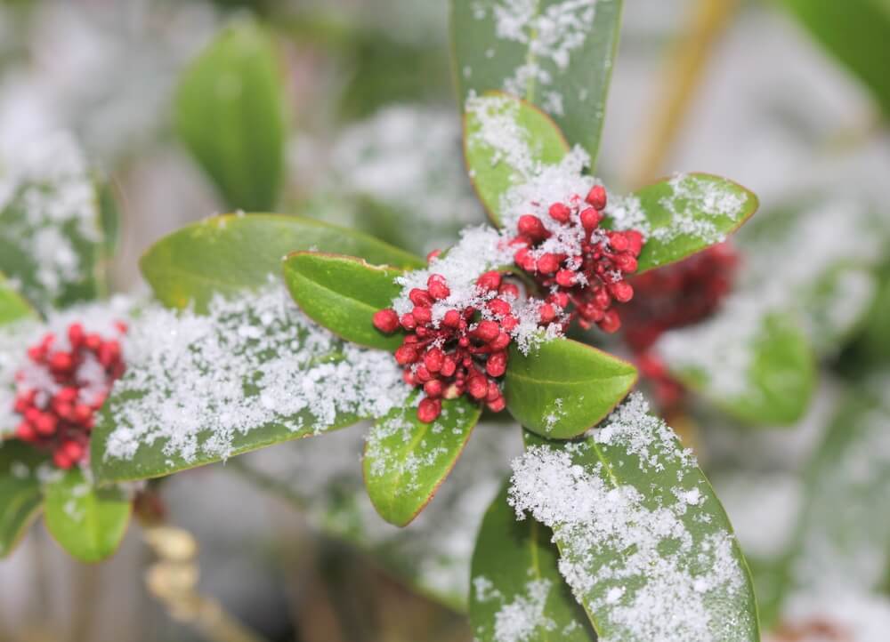 Skimmia covered in some snow