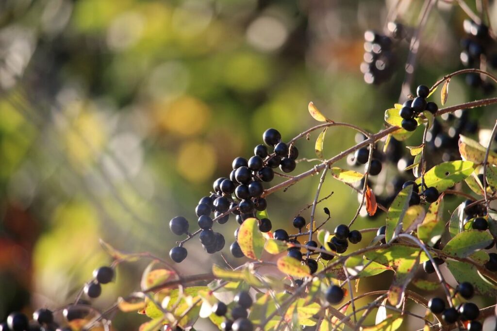 Privet is wind resistant