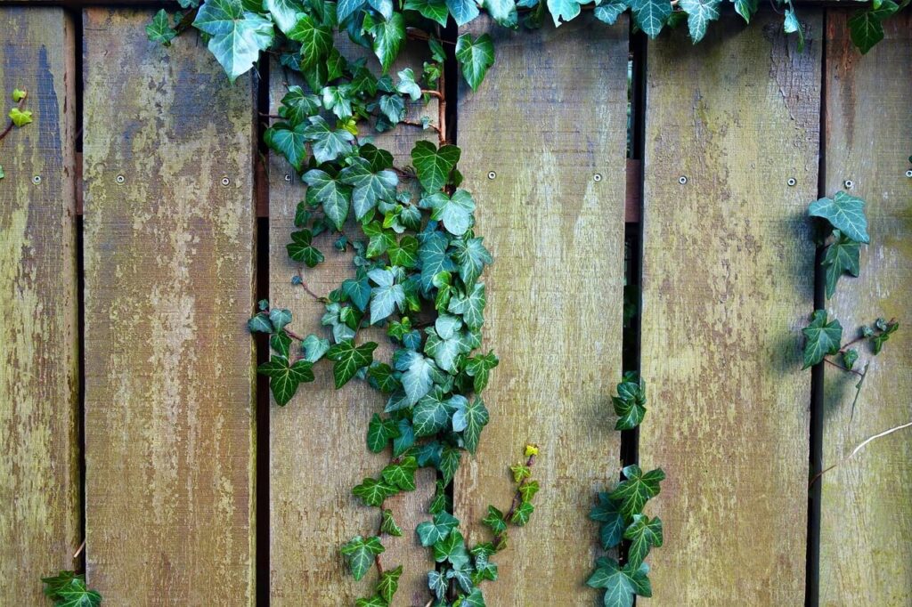 Ivy growing on a fence