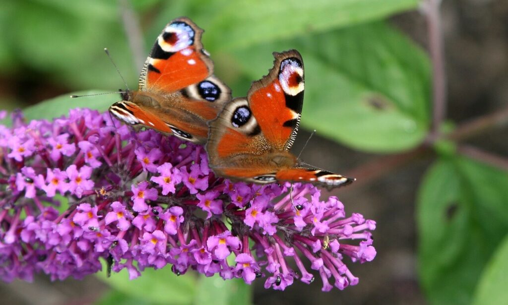 Butterfly bush is a wind resistant plant