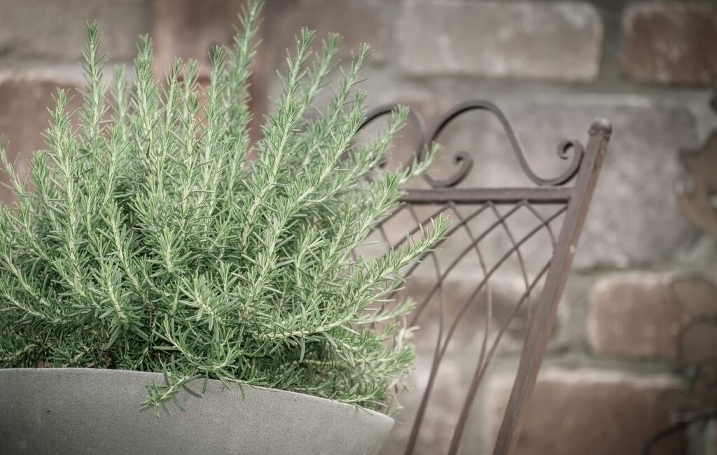 Rosemary is a good plant for windy areas