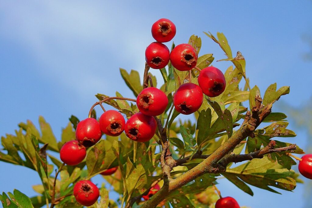 Hawthorn berries