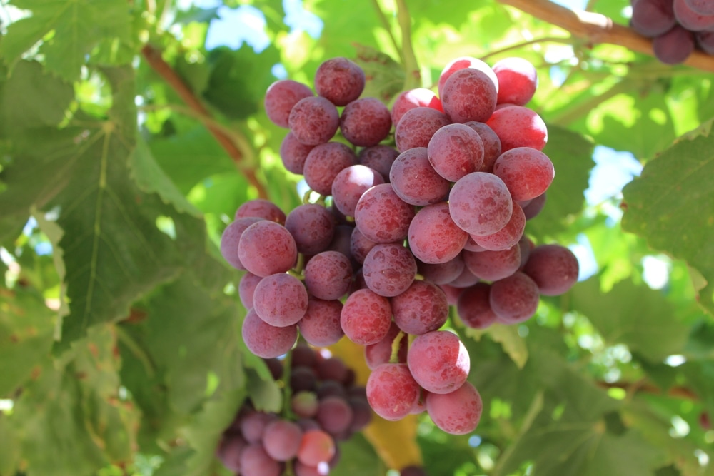 Red grapes in front of green leaves