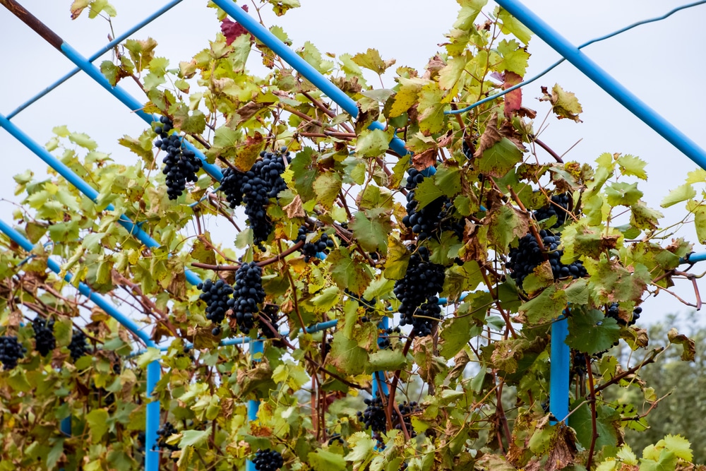 How to grow grapes