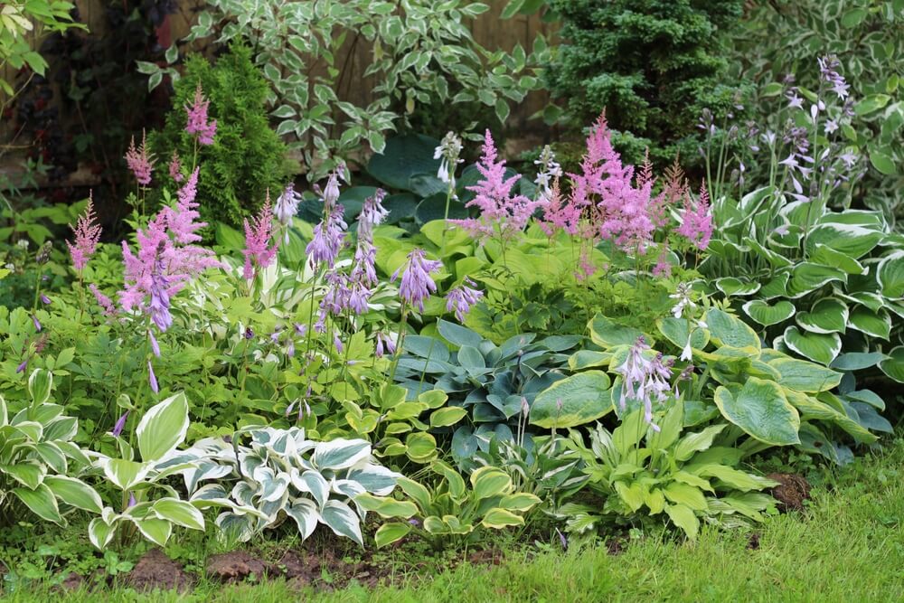 Garden border with hostas