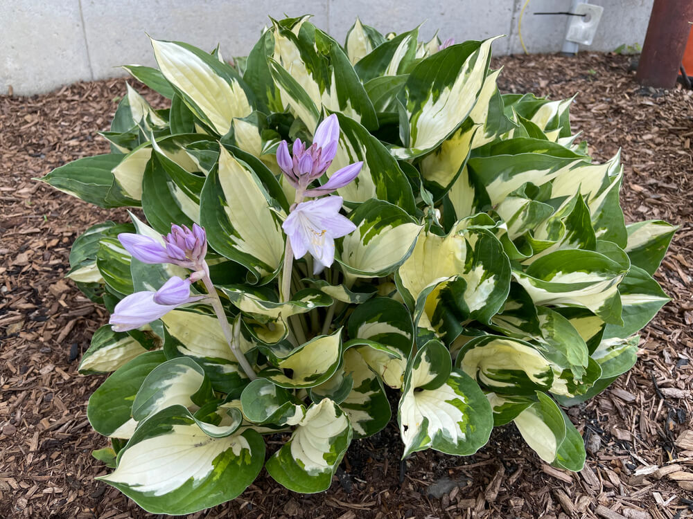 Hosta plant