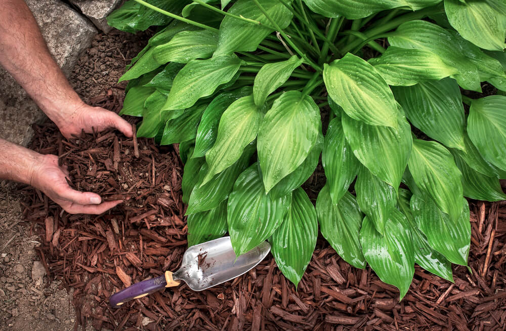 Mulch for funkia