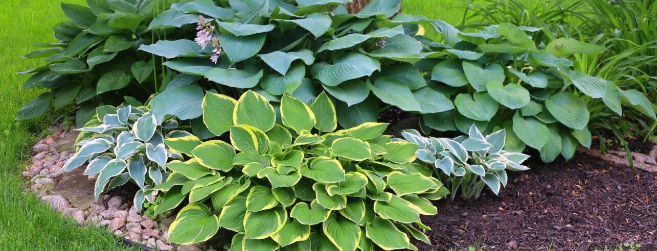 Hostas in the garden