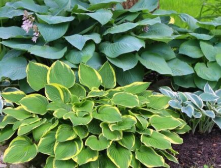 Hostas in the garden