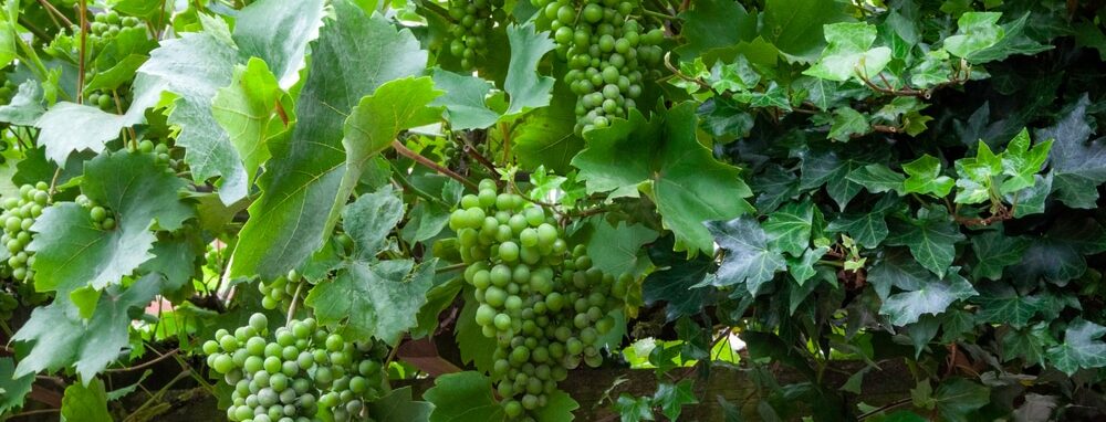 Green grapes and green leafs