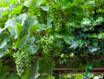 Green grapes and green leafs