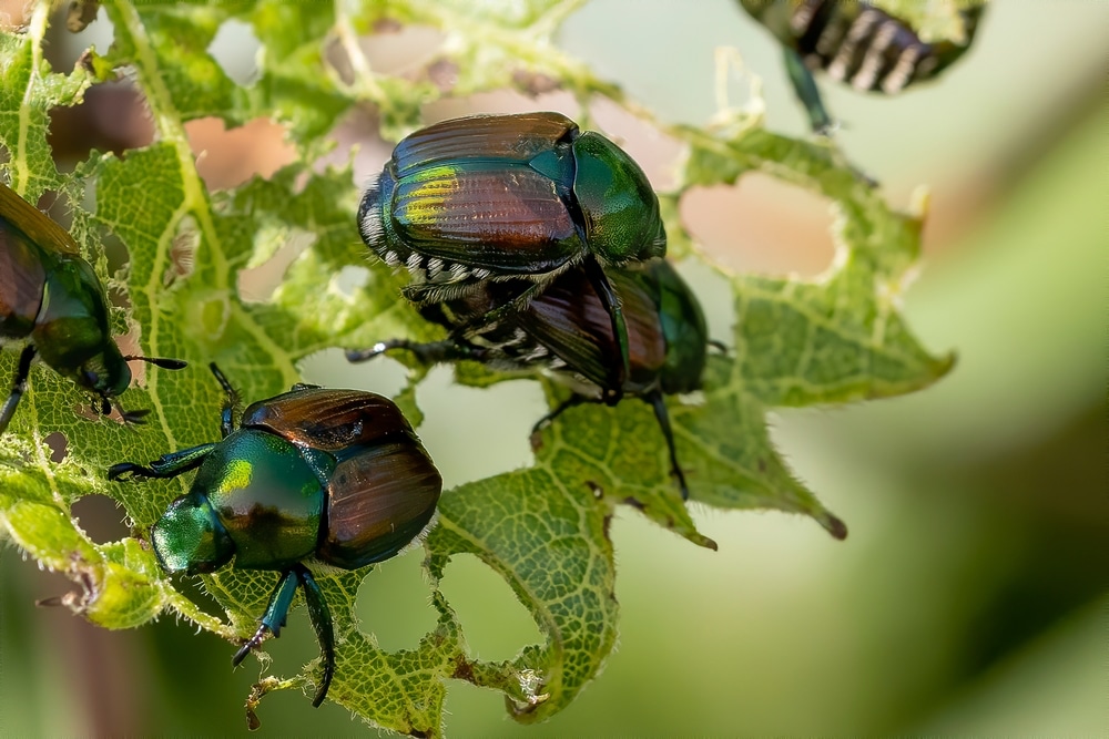 Japanese beetles a grape vine pest