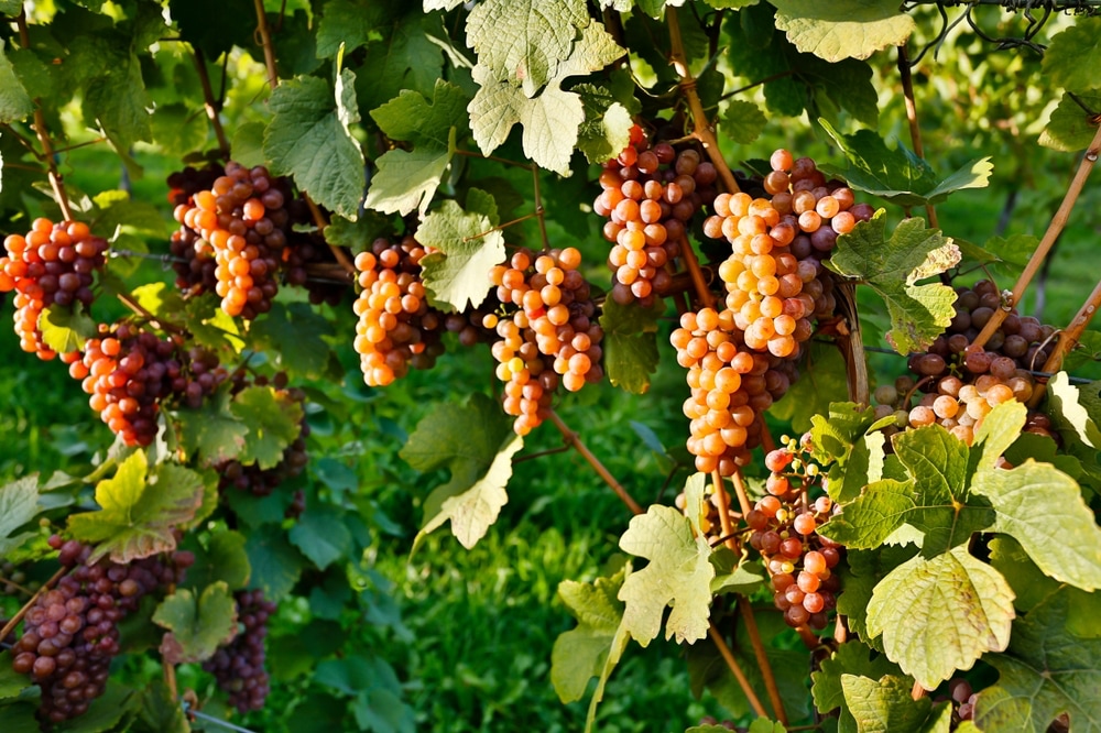 Pinot gris grapes