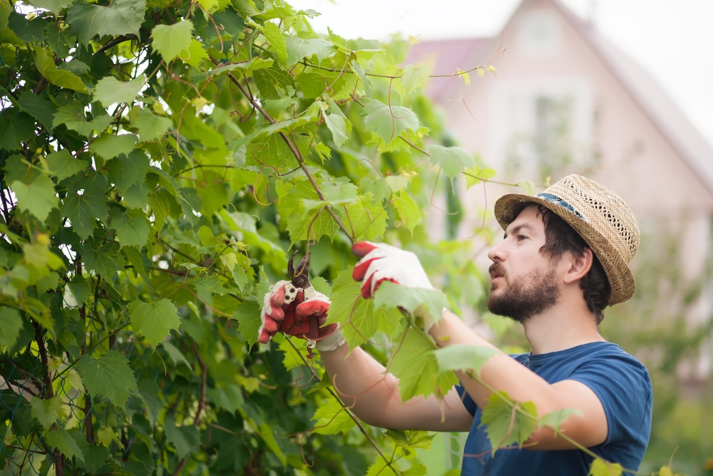 man pruning grape vines