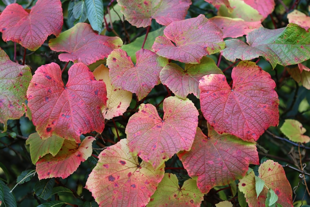 Grape vine Vitis coignetiae