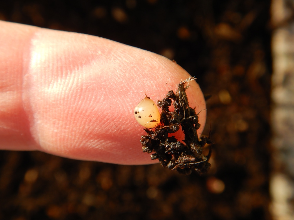 Worm egg on hand