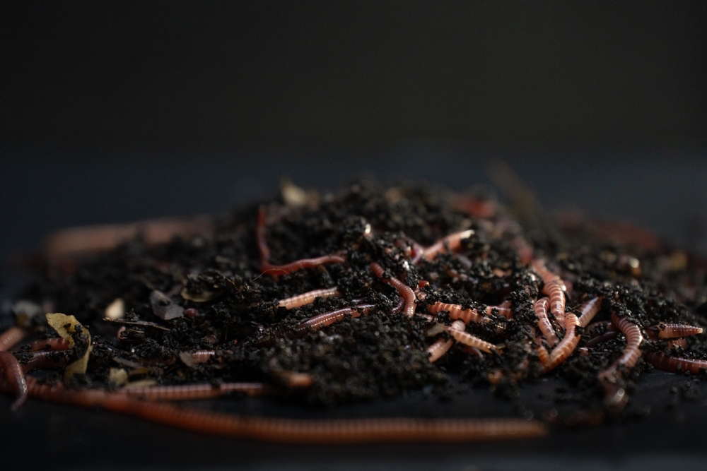 Worms in a worm composting bin