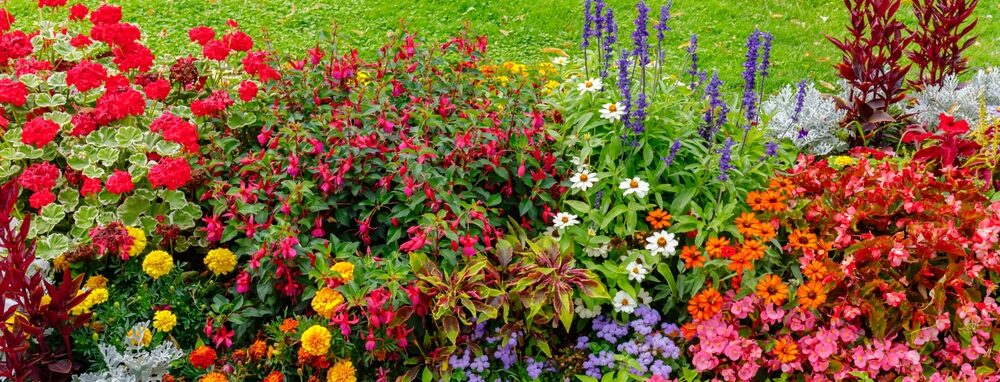 All-year-round plants for your garden