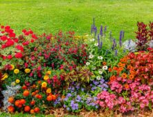 All-year-round plants for your garden