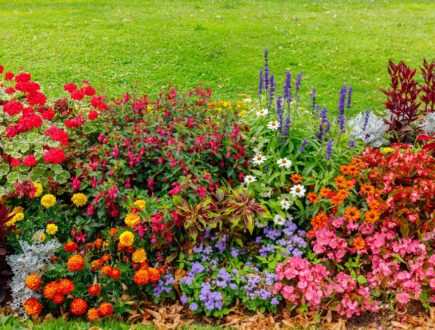 All-year-round plants for your garden