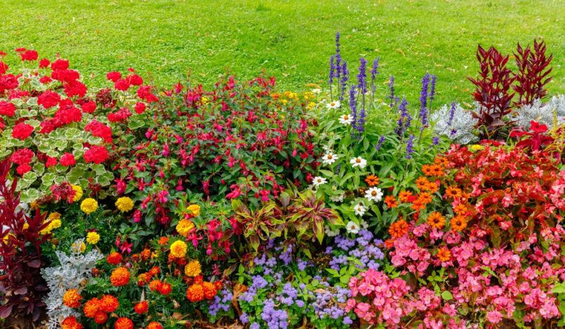 All-year-round plants for your garden