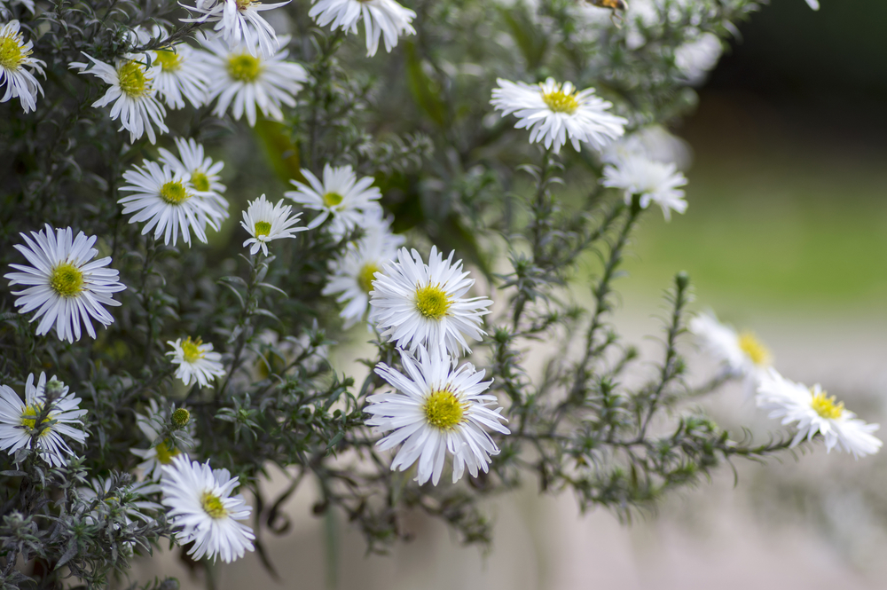 Aster ericoides